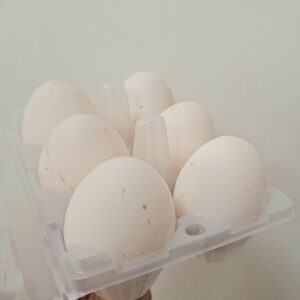 Chicken Eggs - Image 1